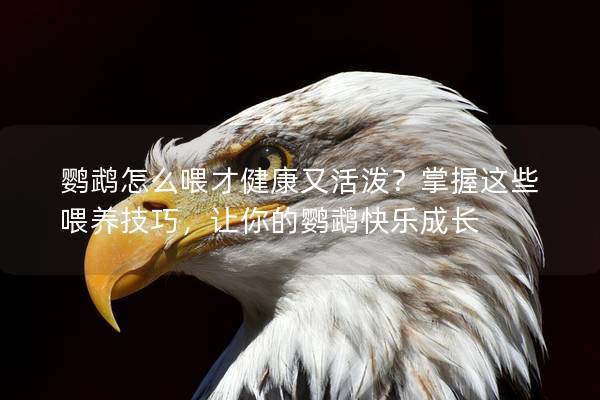 鸚鵡怎么喂才健康又活潑？掌握這些喂養(yǎng)技巧，讓你的鸚鵡快樂成長